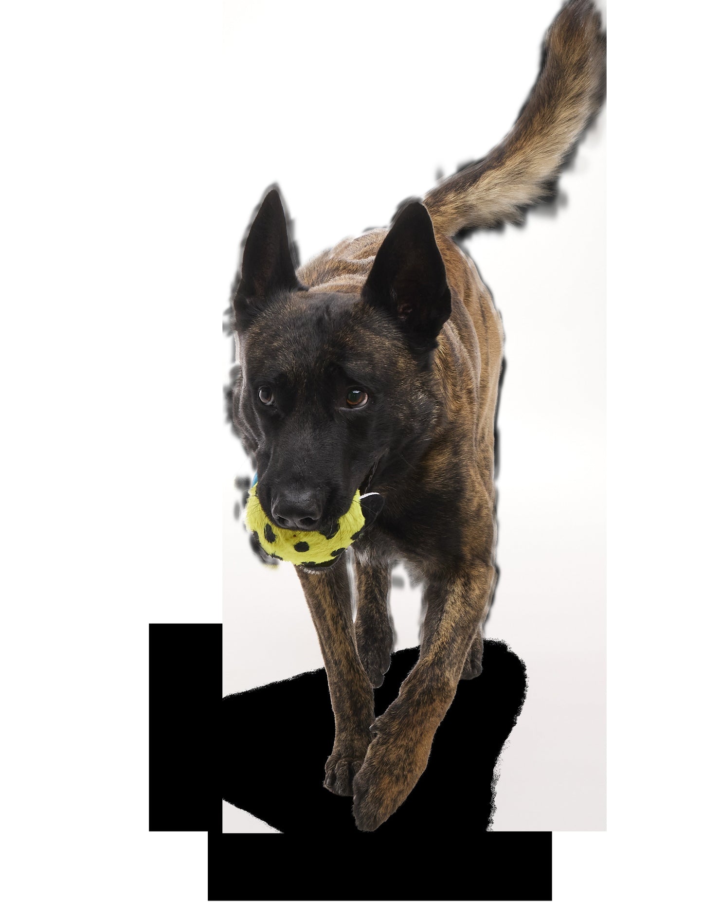 Duma Njaa Plush 2-in-1 Rip and Reveal + Fetch + Multi-Part Dog Toy