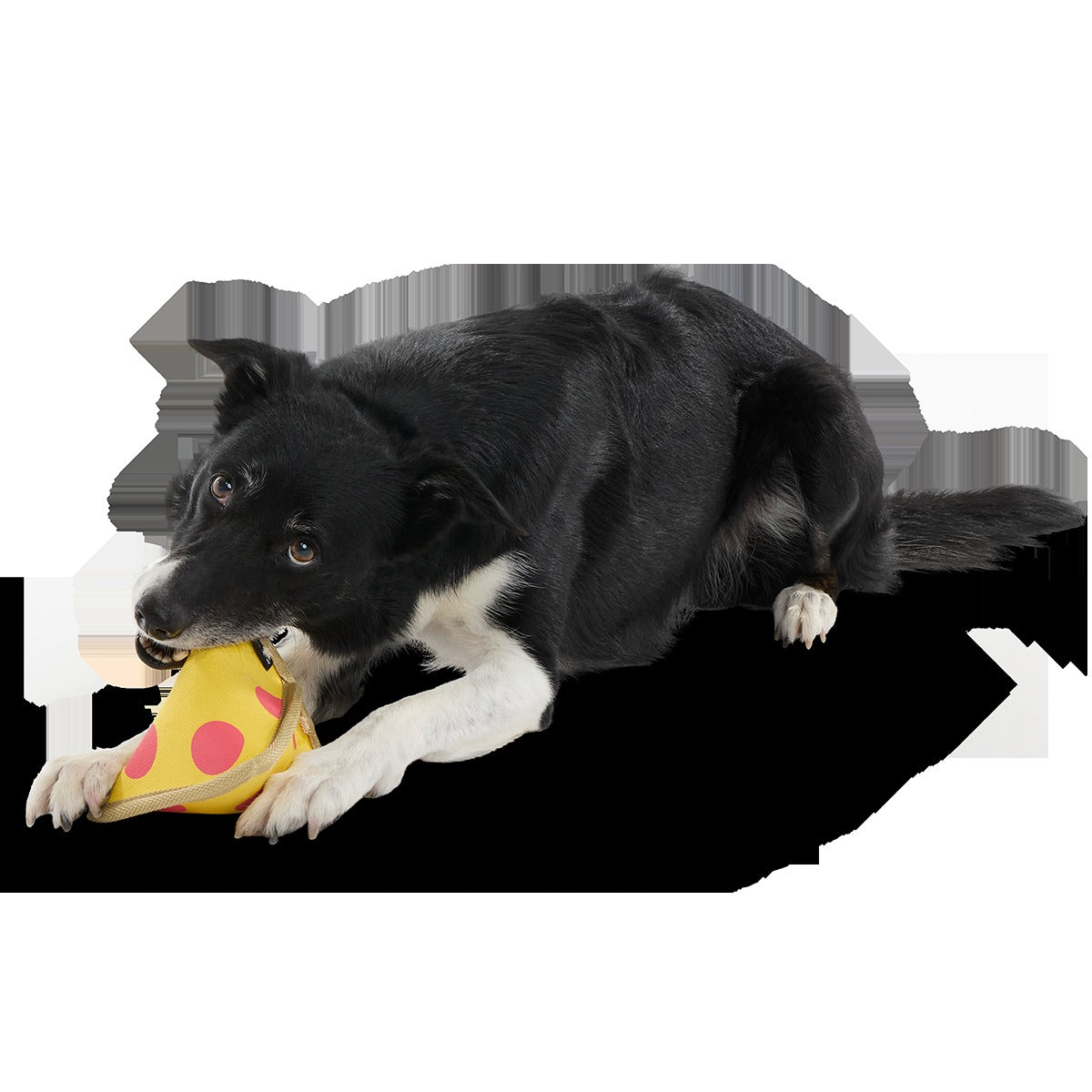 Lil Squeaker's Pizza Super Chewer Durable 2-in-1 Fetch Dog Toy