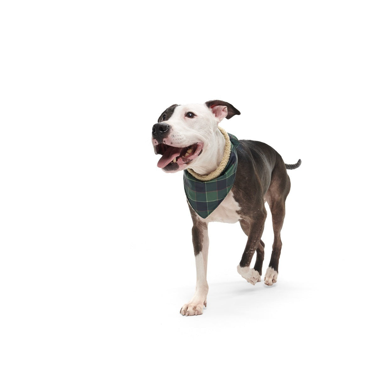 Plaid To The Bone Dog Bandana