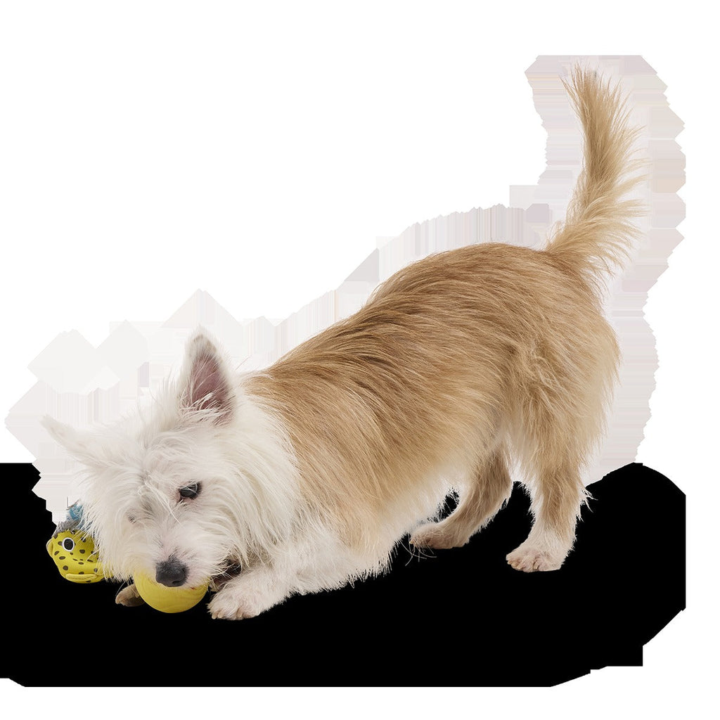 Blowfetch Super Chewer Durable 2-in-1 Fetch Dog Toy