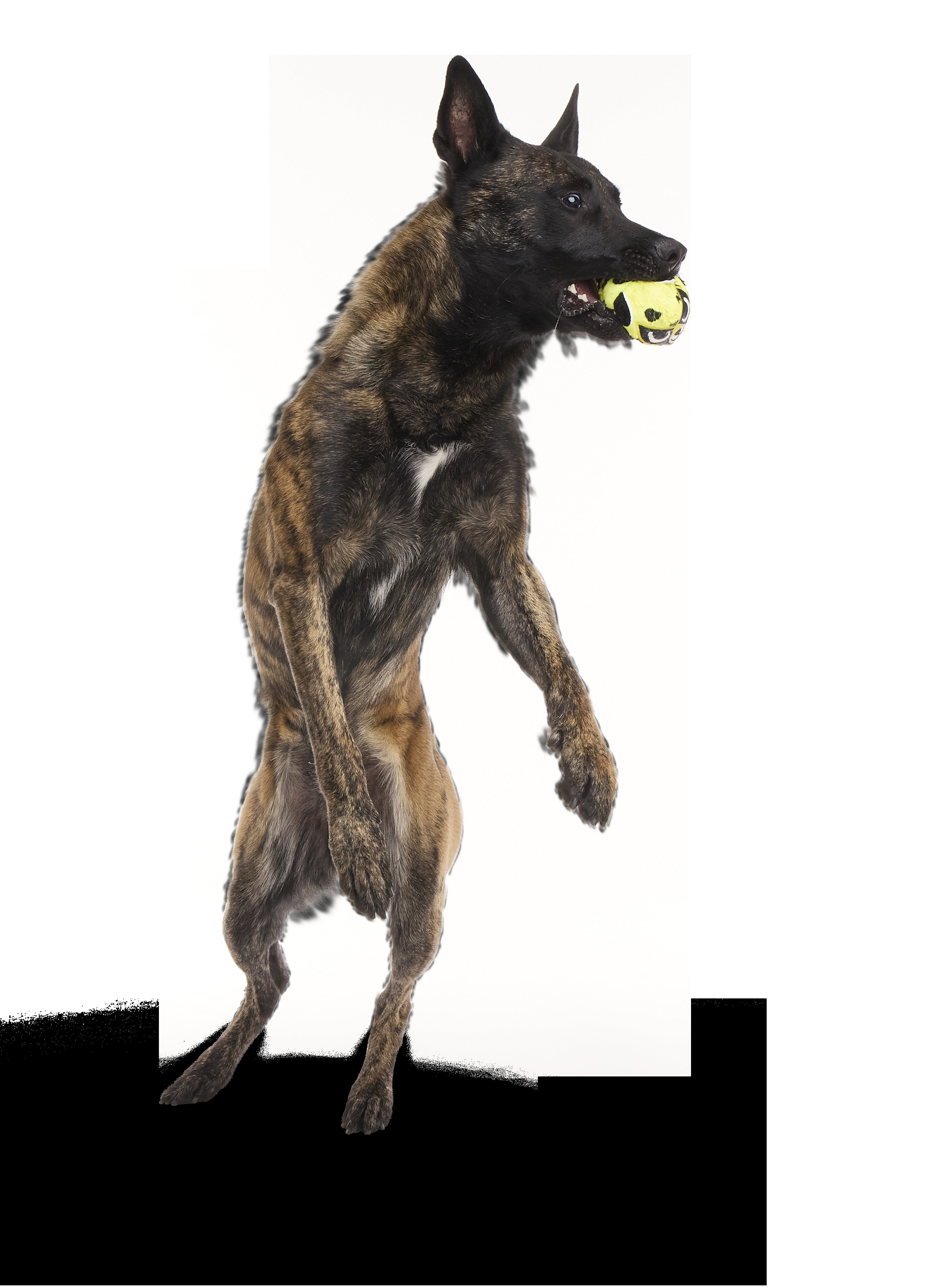 Duma Njaa Plush 2-in-1 Rip and Reveal + Fetch + Multi-Part Dog Toy