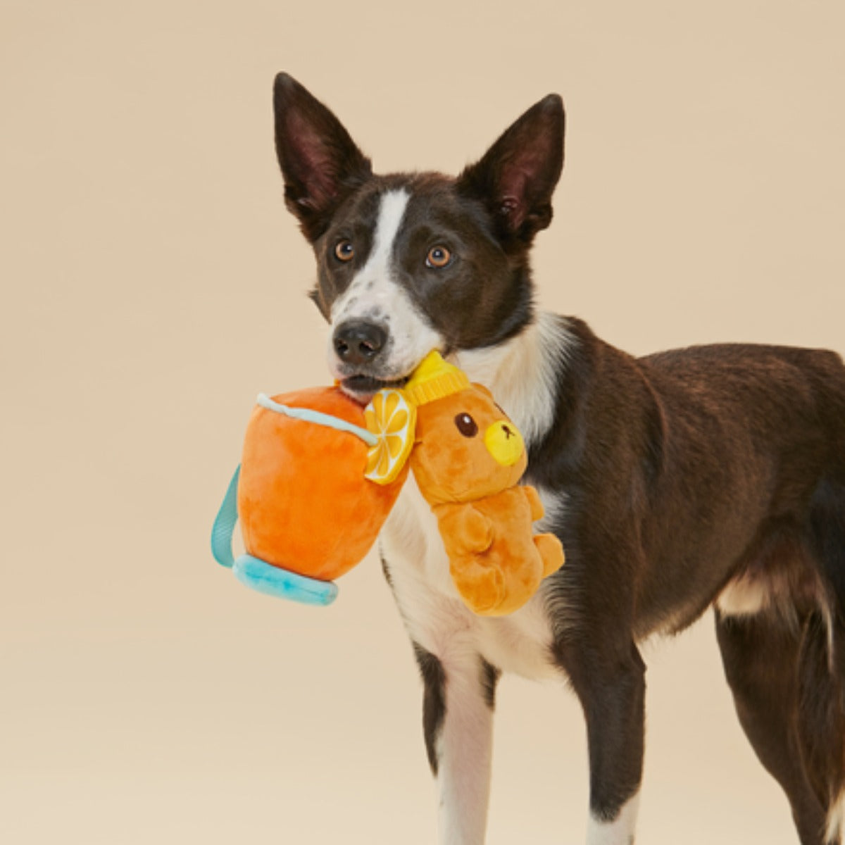 Dog Toddy