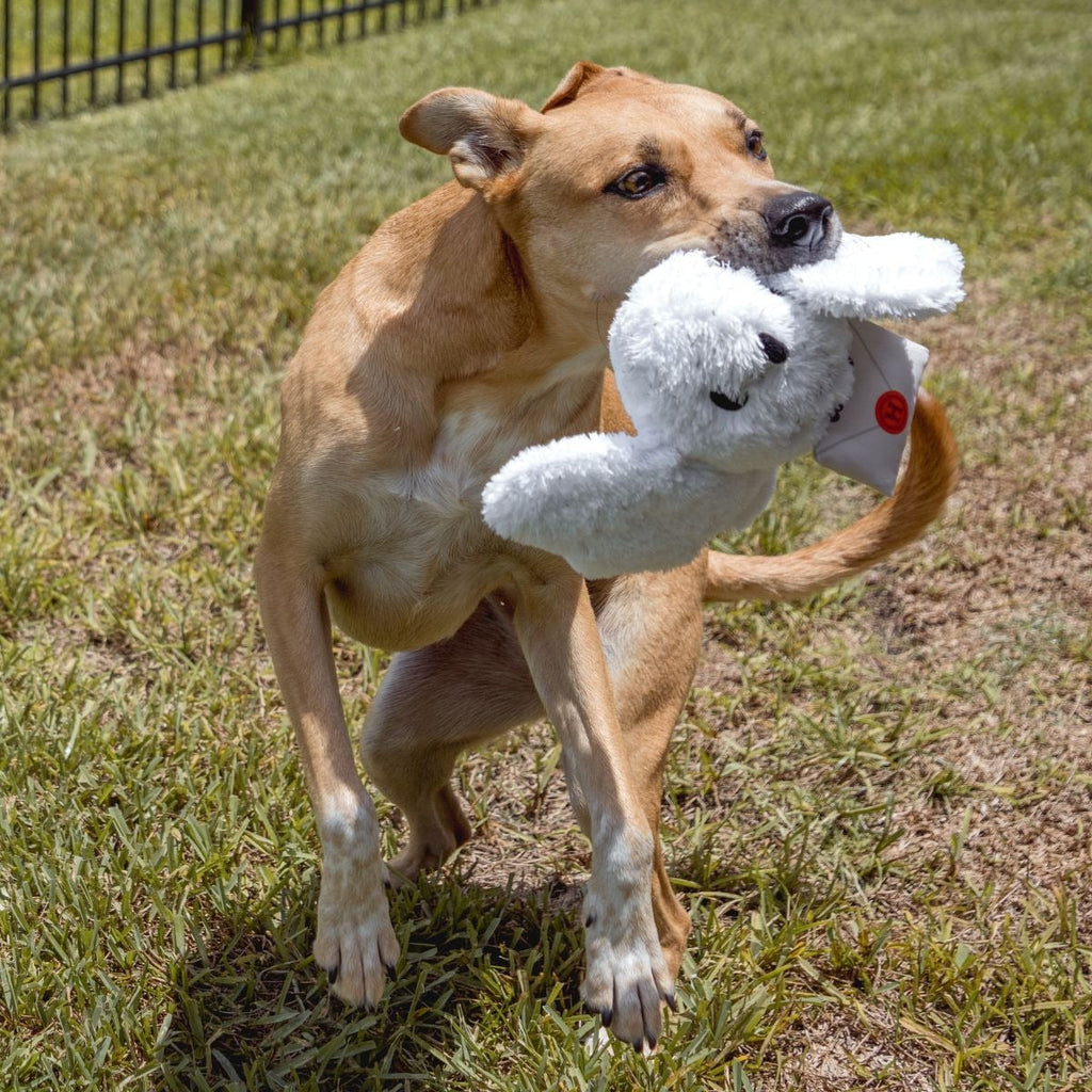 HARRY POTTERTM Plush Multi-Part Dog Toy Bundle