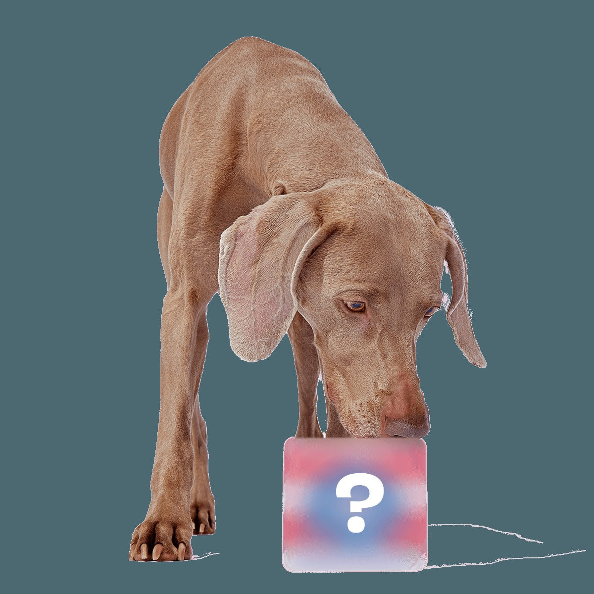 Secret Monster Club, Super Chewer Durable 2-in-1 Rip and Reveal Monthly Dog Toys