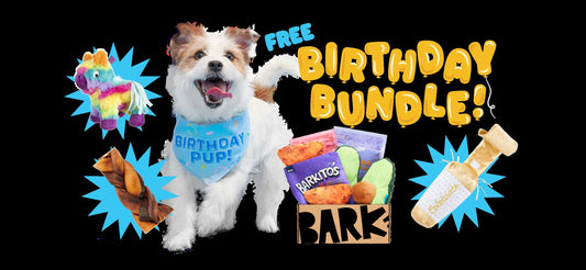 BarkBox Birthday Bundle