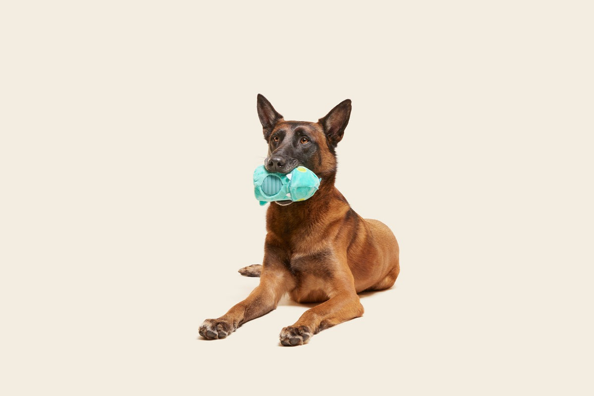 Chomposaurus Super Chewer Durable 2-in-1 Rip and Reveal Dog Toy