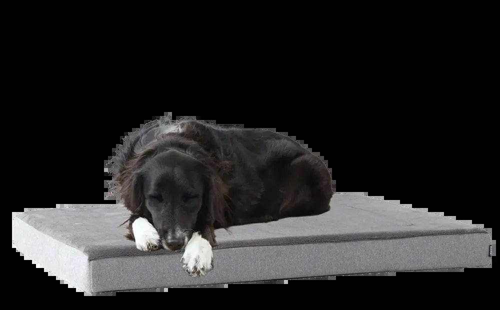 Dog Bed