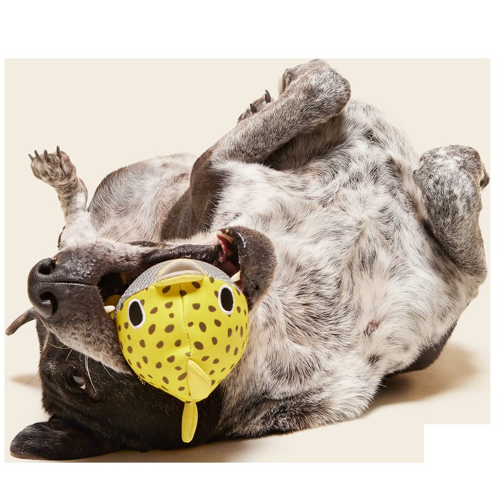 Blowfetch Super Chewer Durable 2-in-1 Fetch Dog Toy