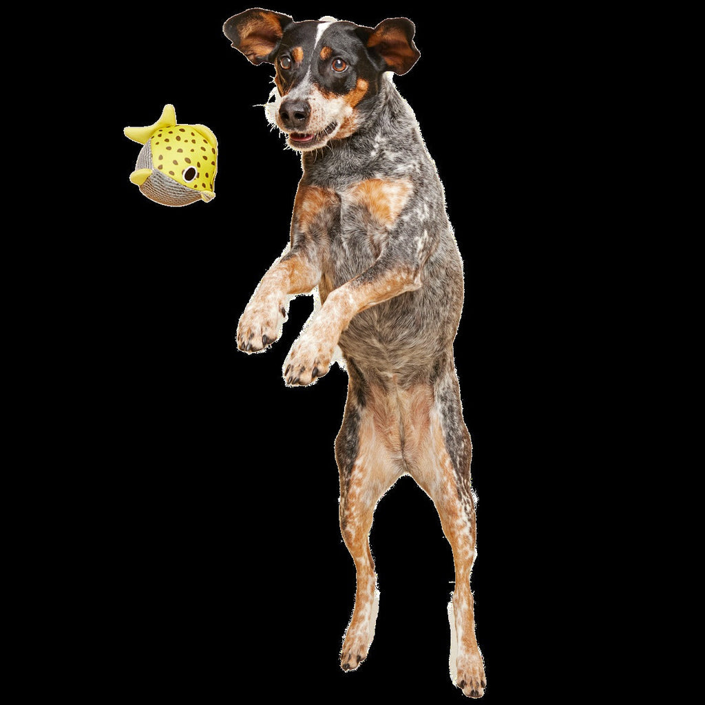 Blowfetch Super Chewer Durable 2-in-1 Fetch Dog Toy