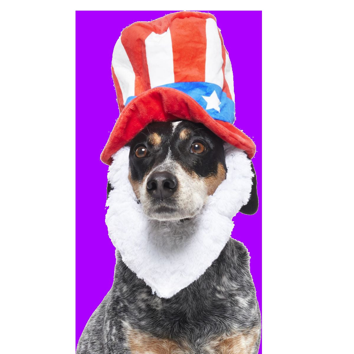 Dog Bless America Plush Wearable Tug Dog Toy