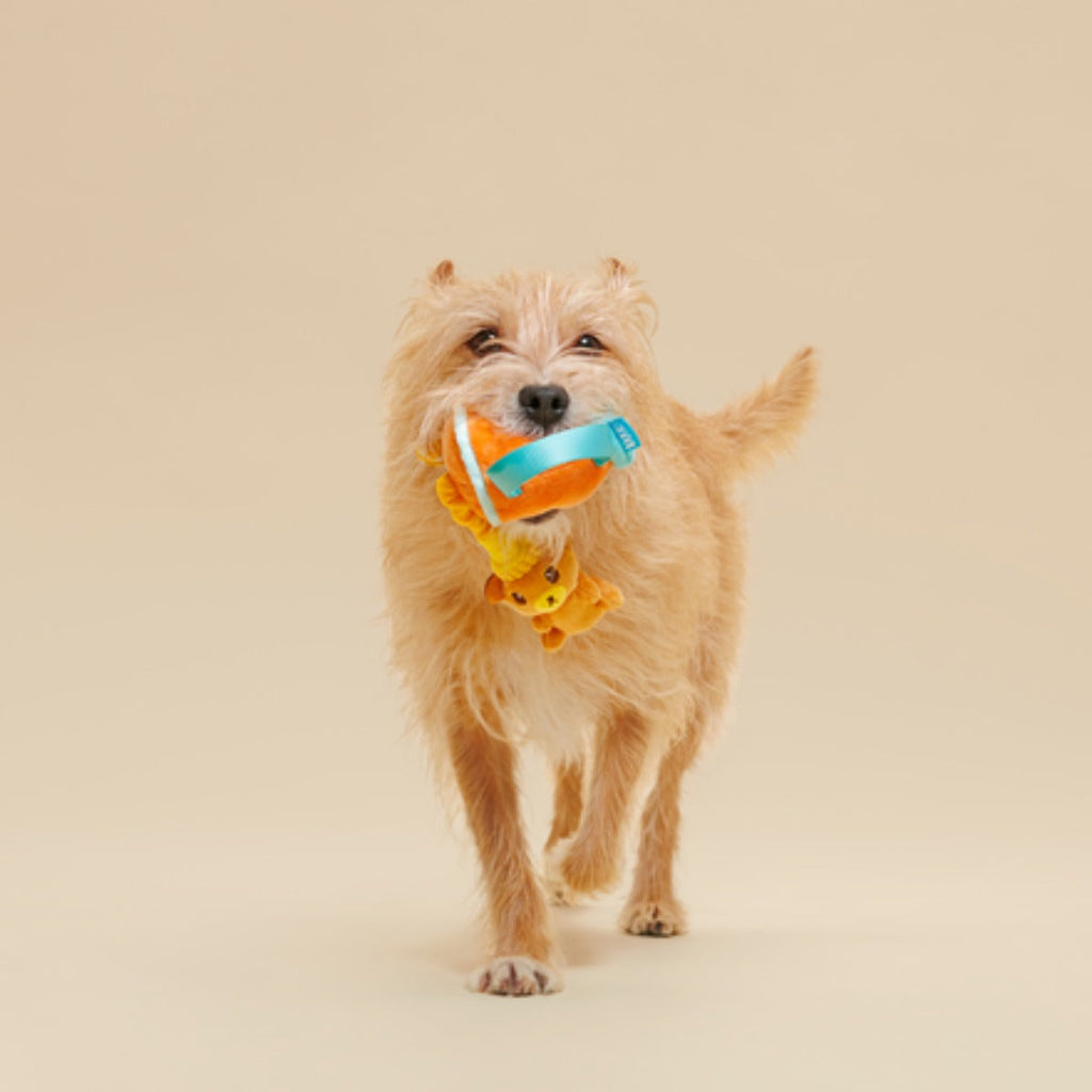 Dog Toddy