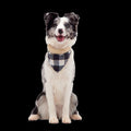 Plaid To The Bone Dog Bandana