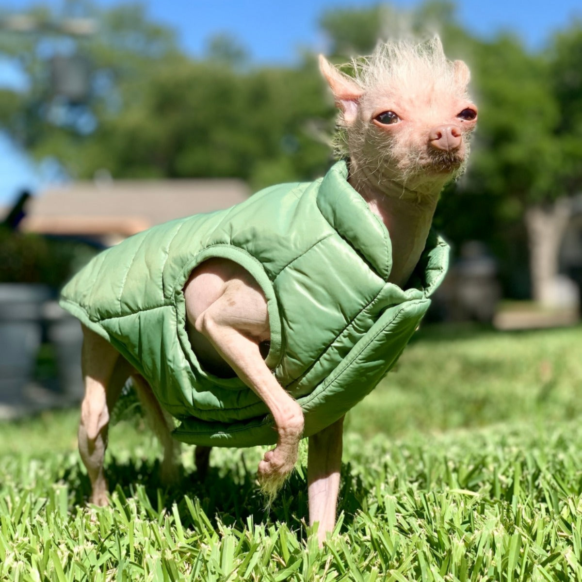 Puffer Dog Vest