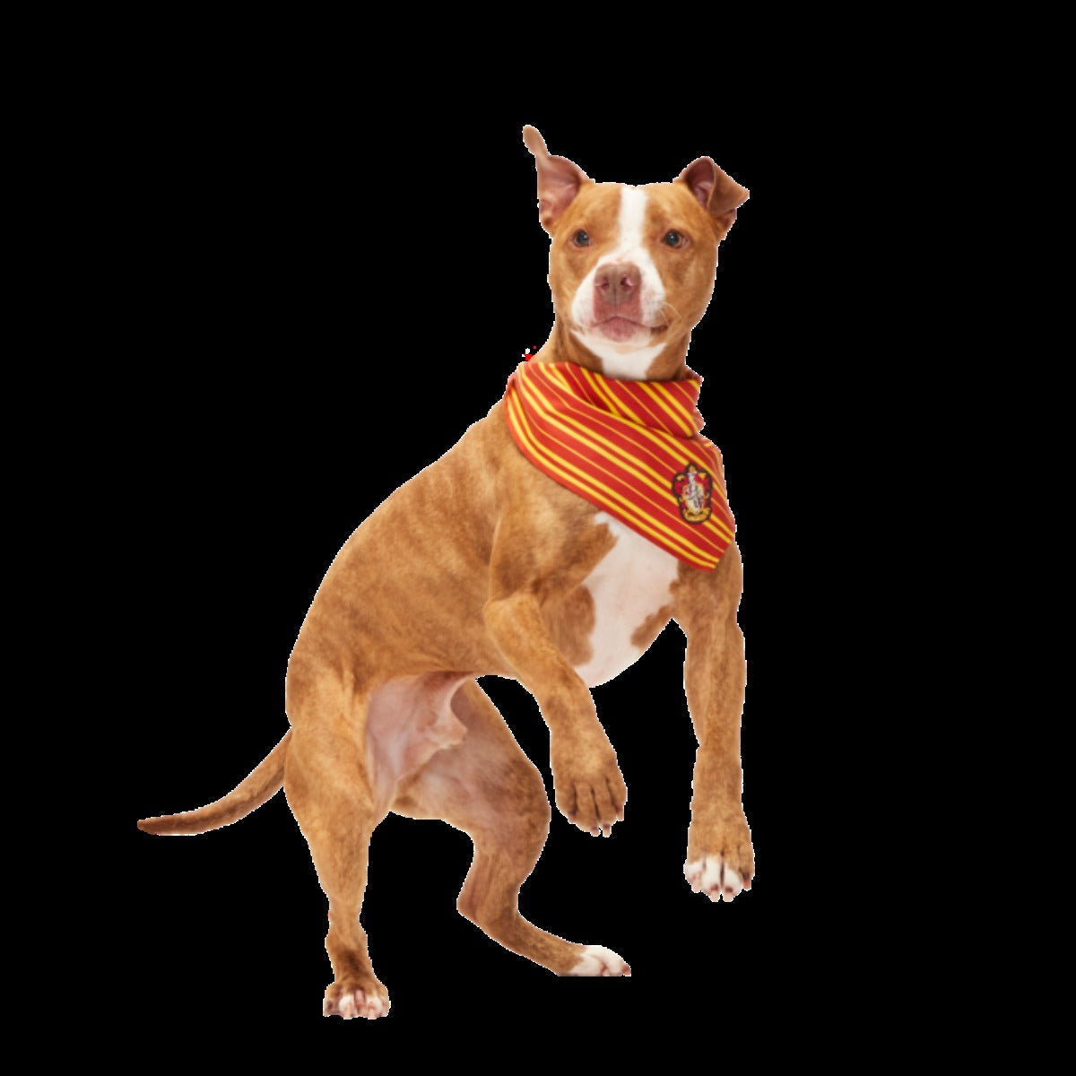 HARRY POTTERTM House Dog Bandana