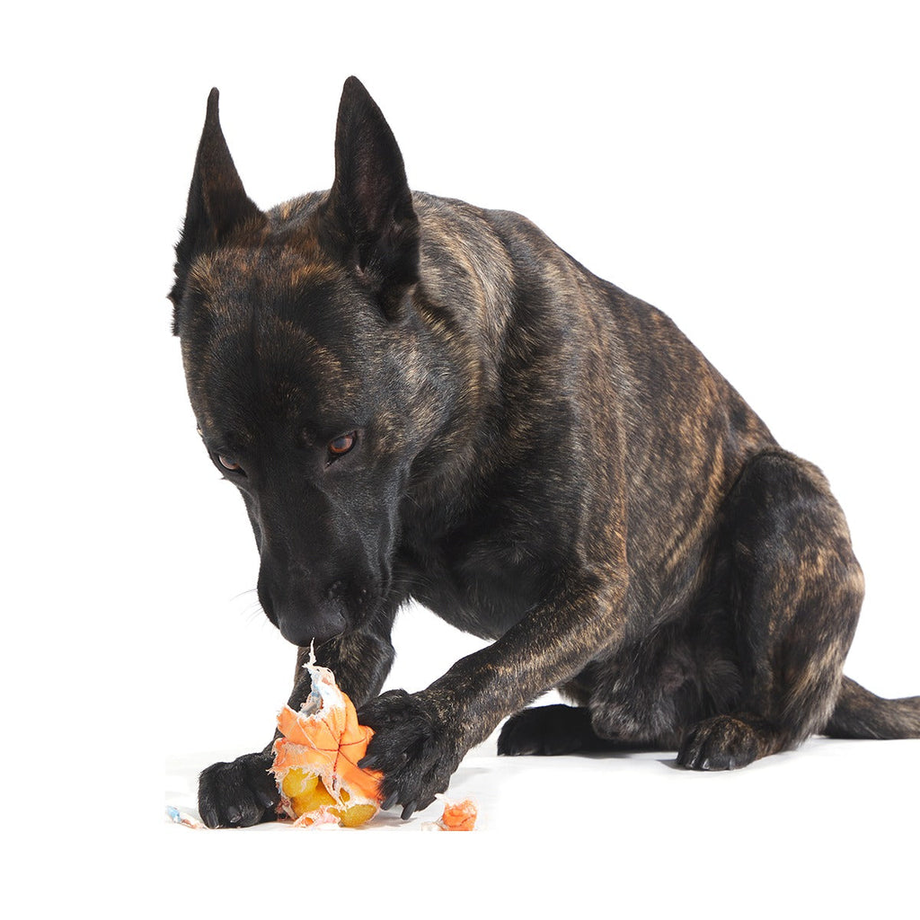 Orange Crush Super Chewer Durable 2-in-1 + Fetch Dog Toy