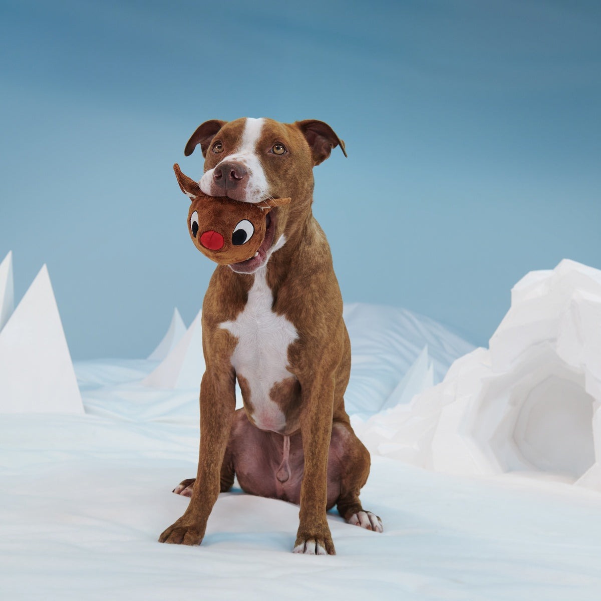 Rudolph® Holiday Super Chewer Gift Box