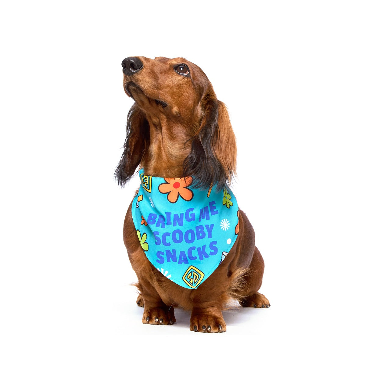 Scooby-DooTM Bundle Plush Extra-Large Dog Toy