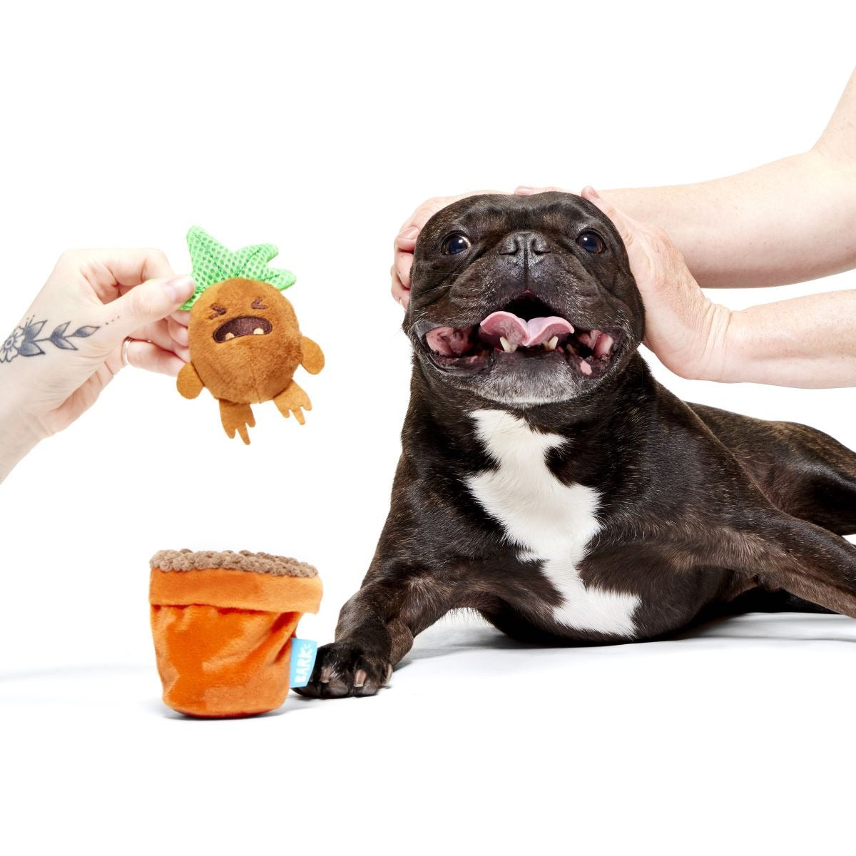 MandrakeTM Plush Tug + Multi-Part Dog Toy