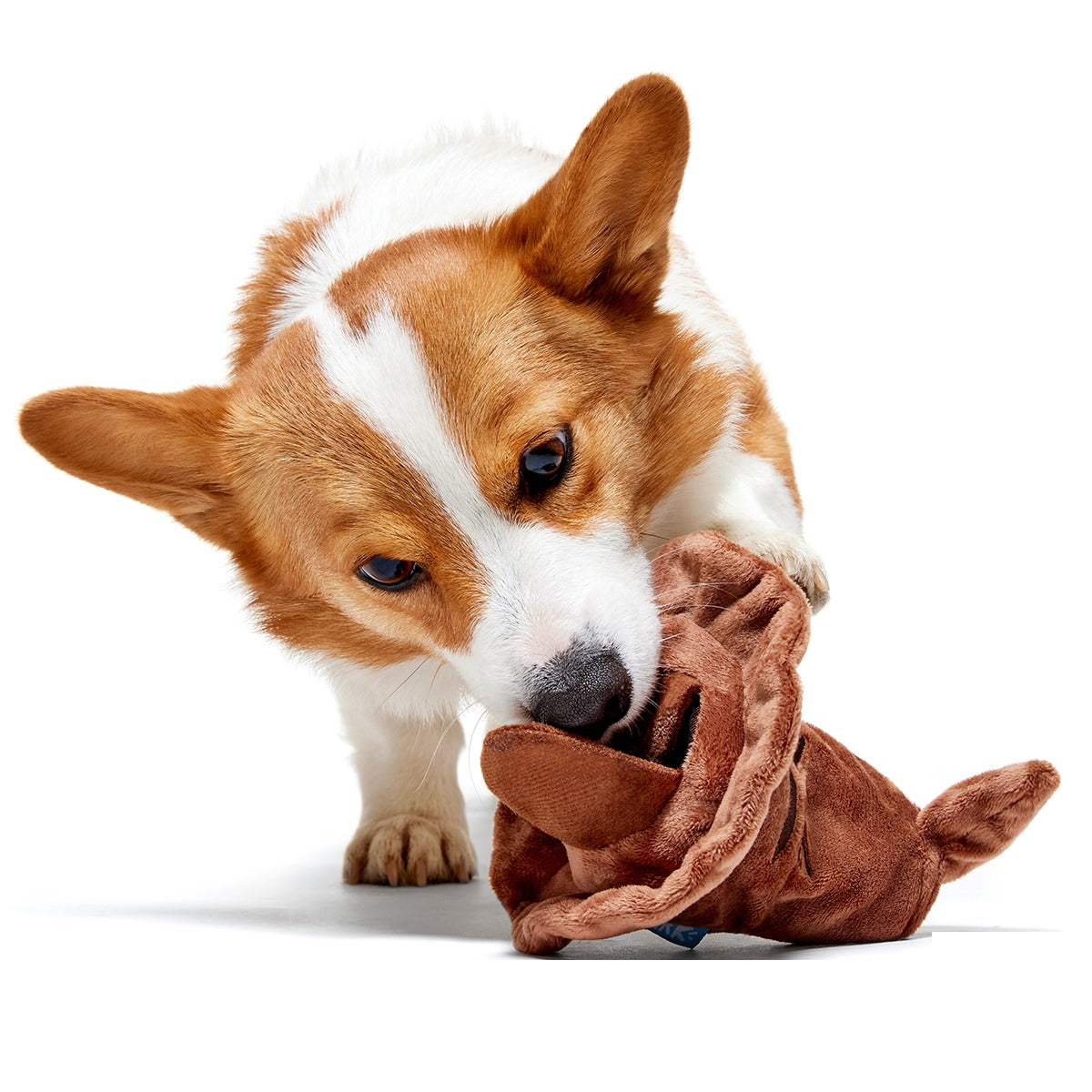 The Sorting HatTM Plush 2-in-1 + Fetch Dog Toy
