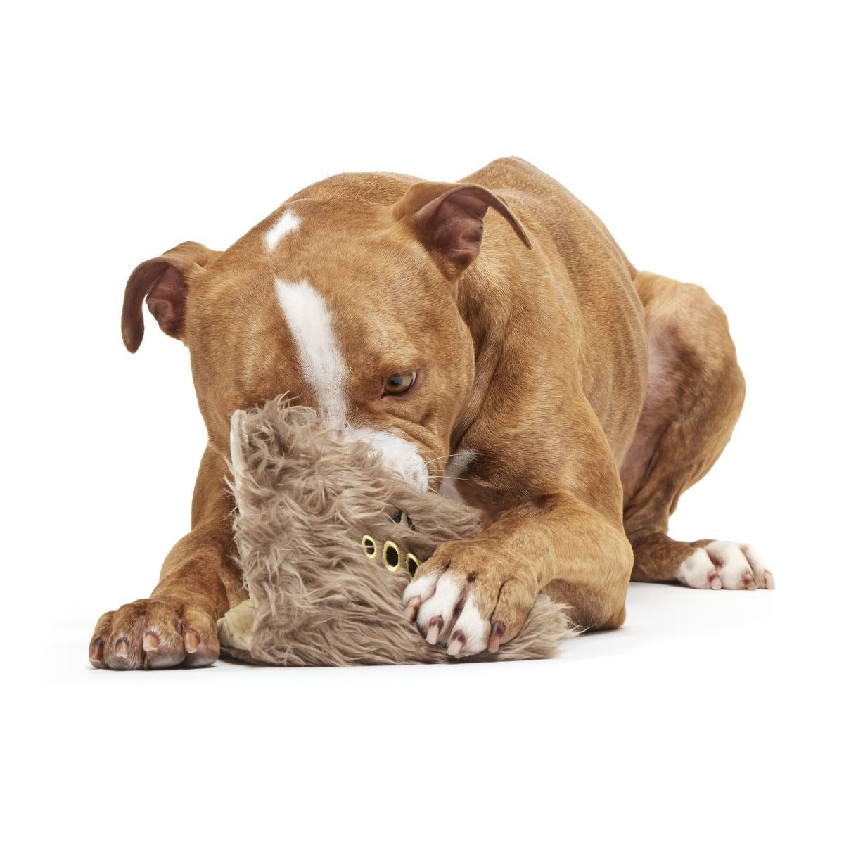 Monster Book of MonstersTM Plush Dog Toy