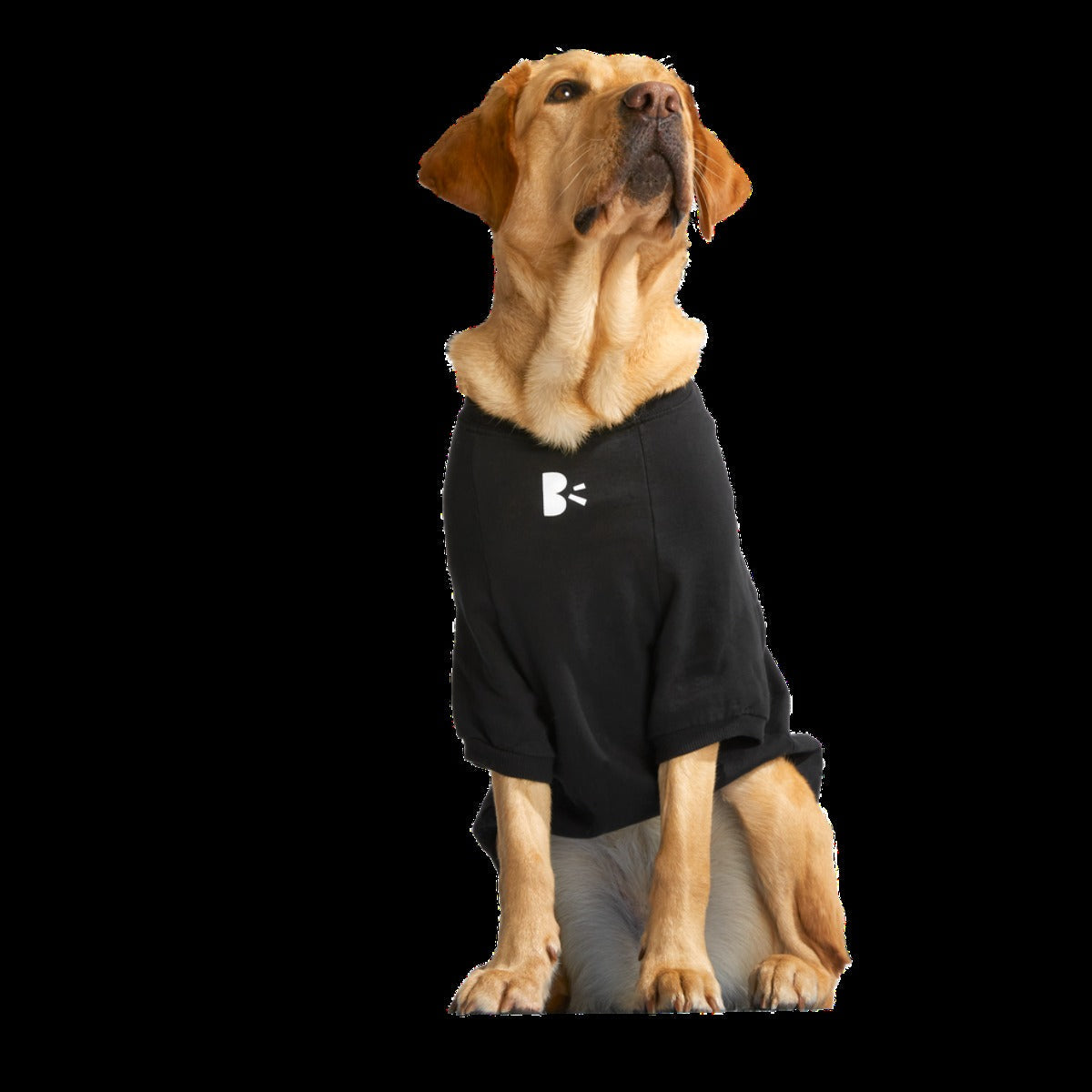Anti-Squirrel Squirrel Club Dog Sweatshirt
