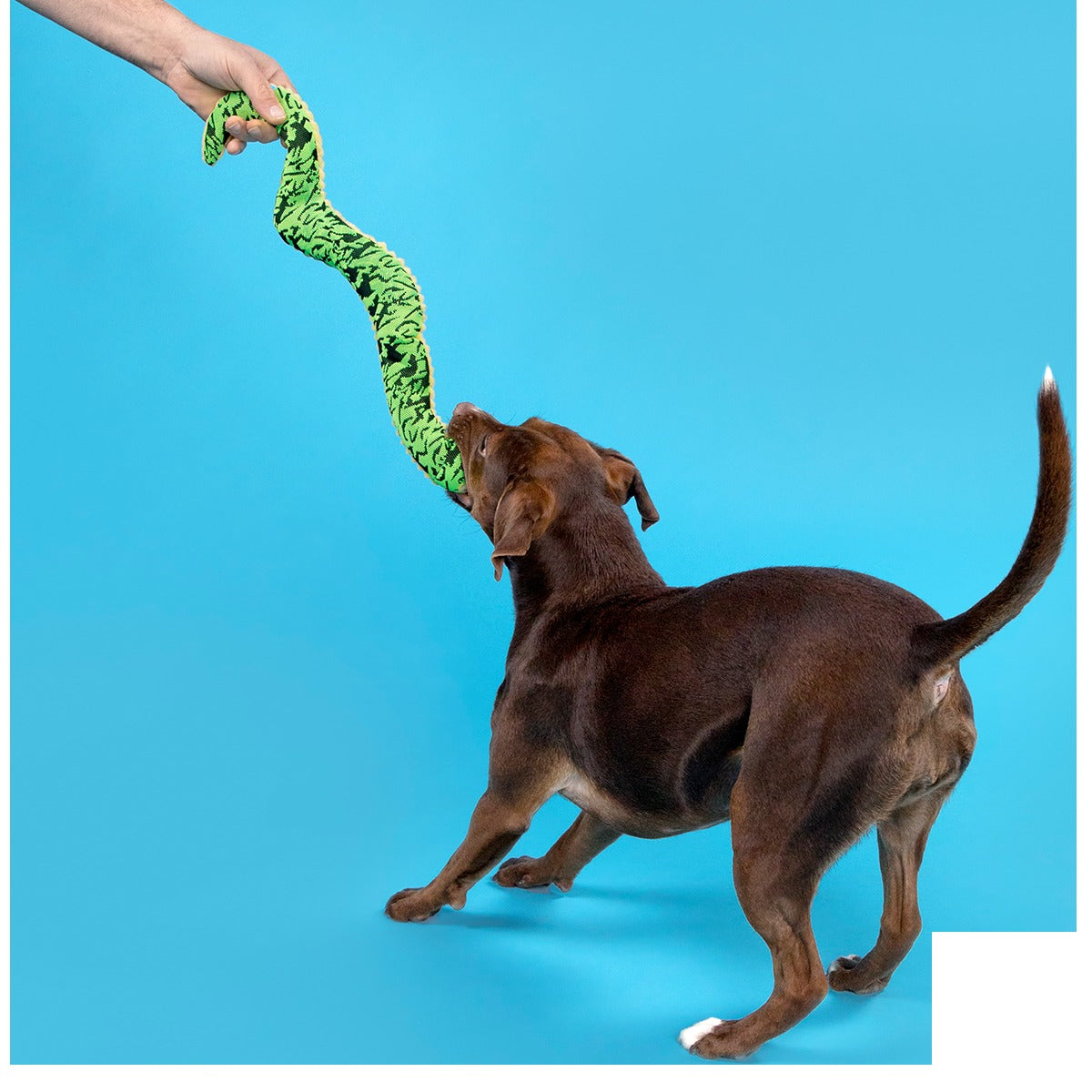 Sssssssssteve Plush XXL Tug Dog Toy