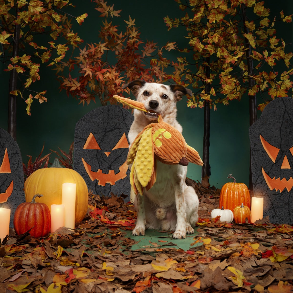 Jack-Ollie Lantern
