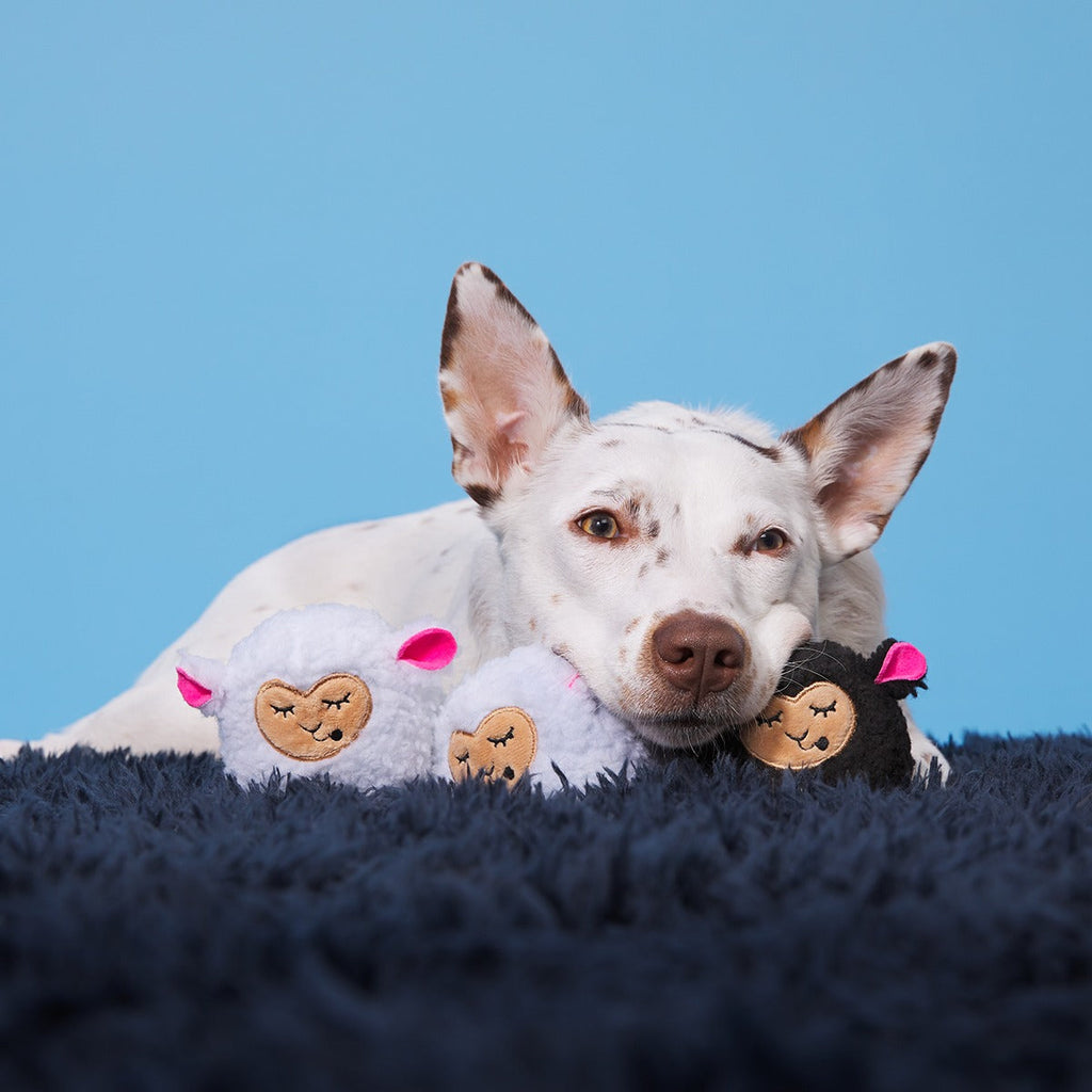 Baa Baa Bark Sheep Plush Multi-Part + Fetch Dog Toy