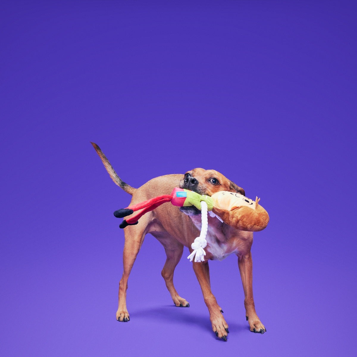 ShaggyTM Skelly