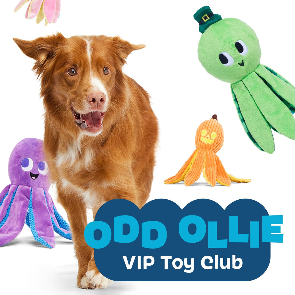 Odd McOllie