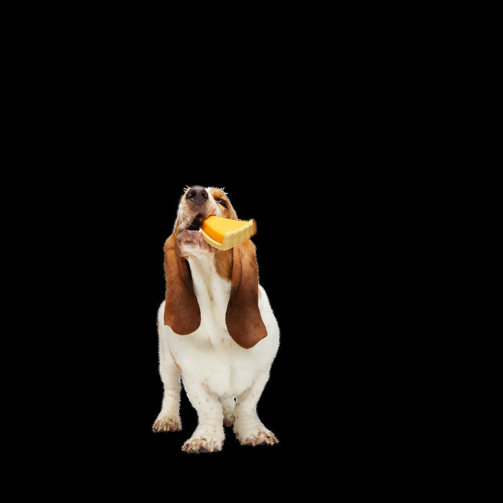 Powered Up Pie Durable Super Chewer Gnaw Dog Toy