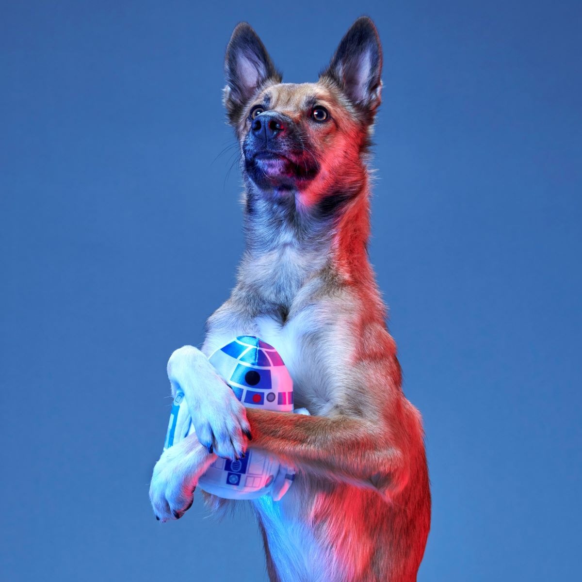 The Droid You're Looking For Plush 2-in-1 + Fetch Dog Toy