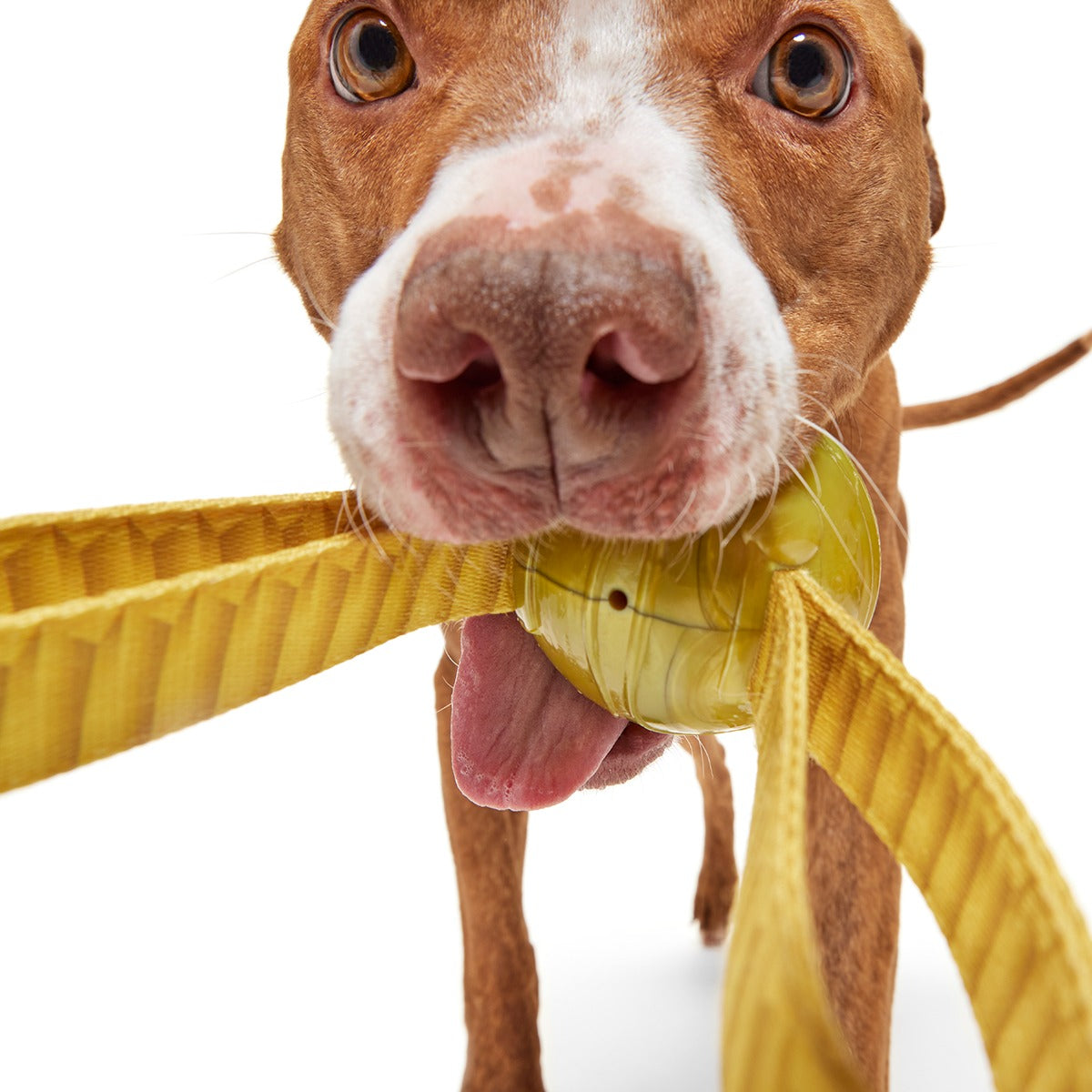 The Golden SnitchTM Durable Super Chewer Tug + Fetch Dog Toy