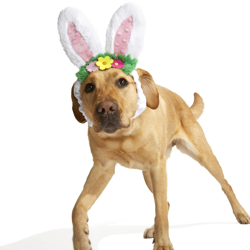 Hare Club Plush Wearable Dog Toy