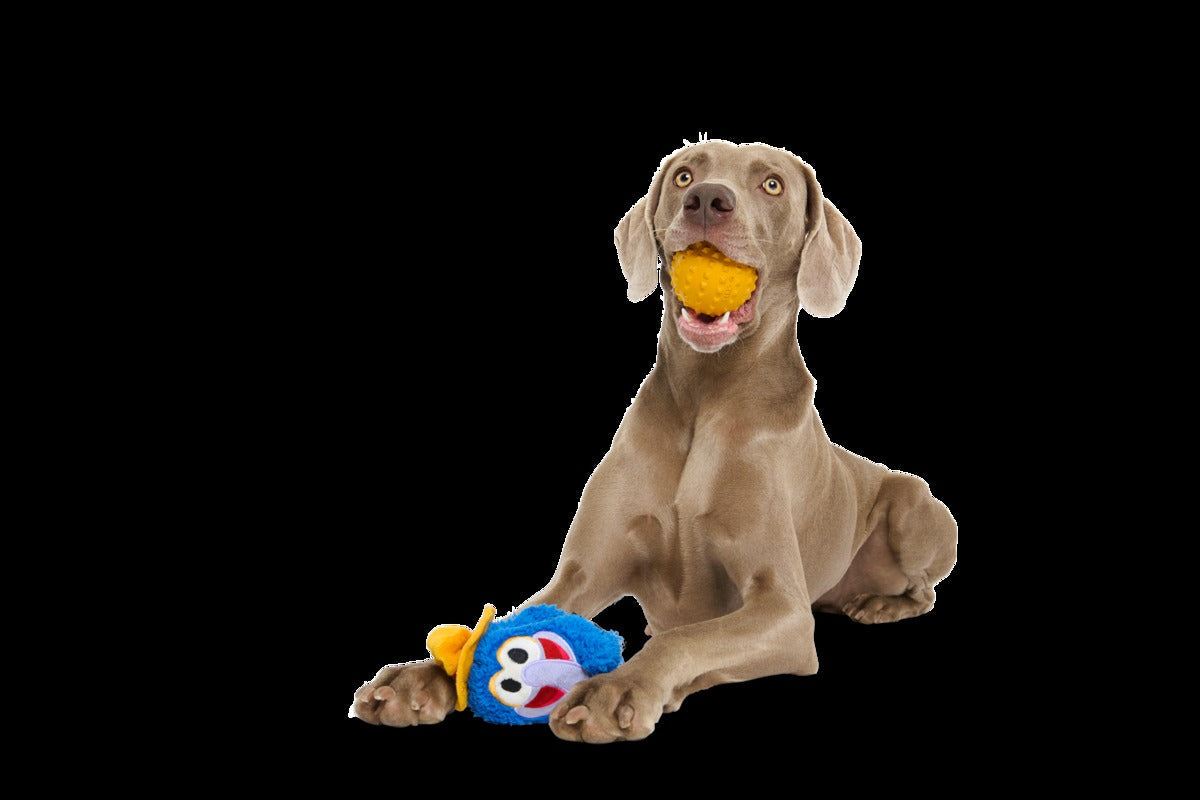 The Great Gonzo as "Charles Lick-ens" Durable Super Chewer Multi-Part Dog Toy