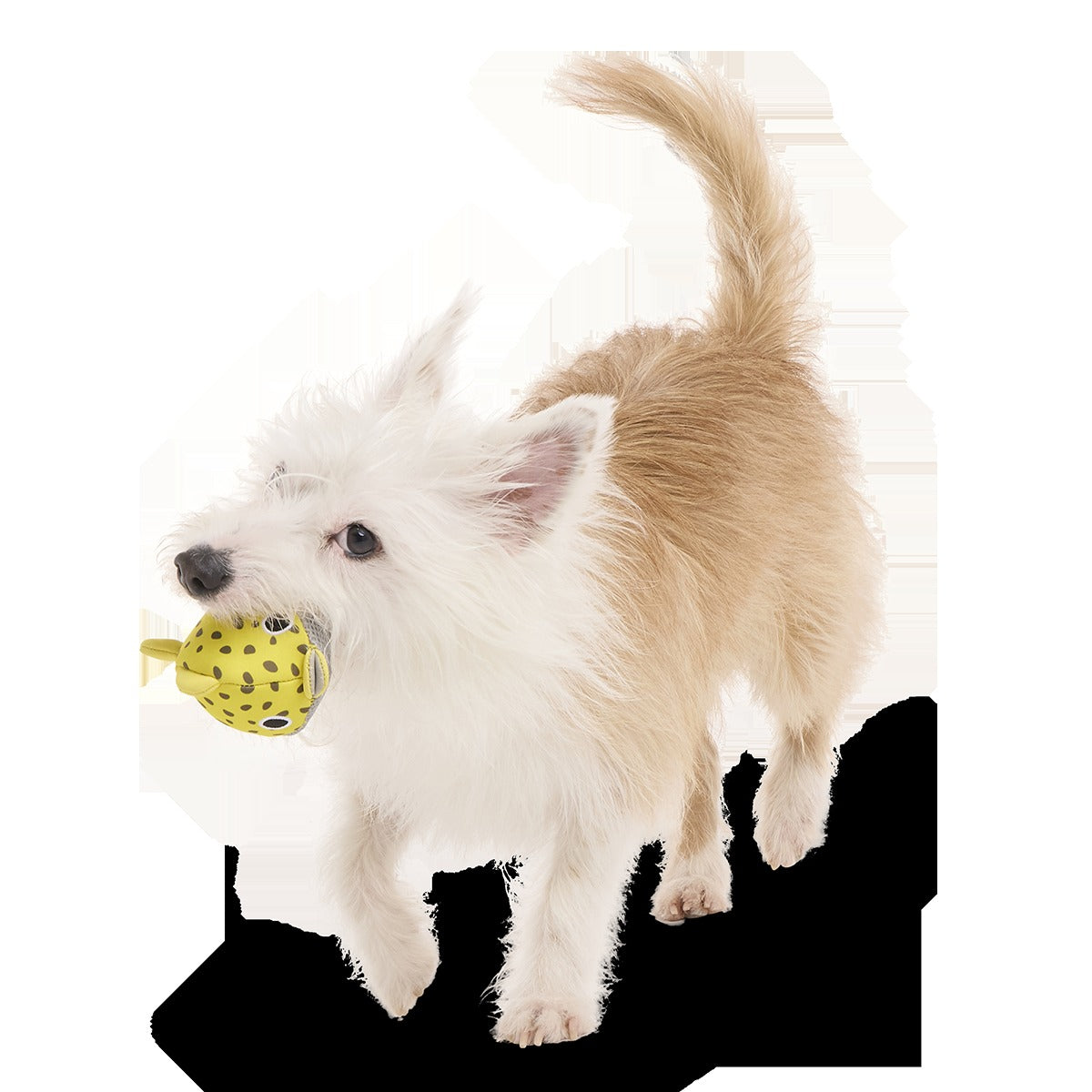 Blowfetch Super Chewer Durable 2-in-1 Fetch Dog Toy