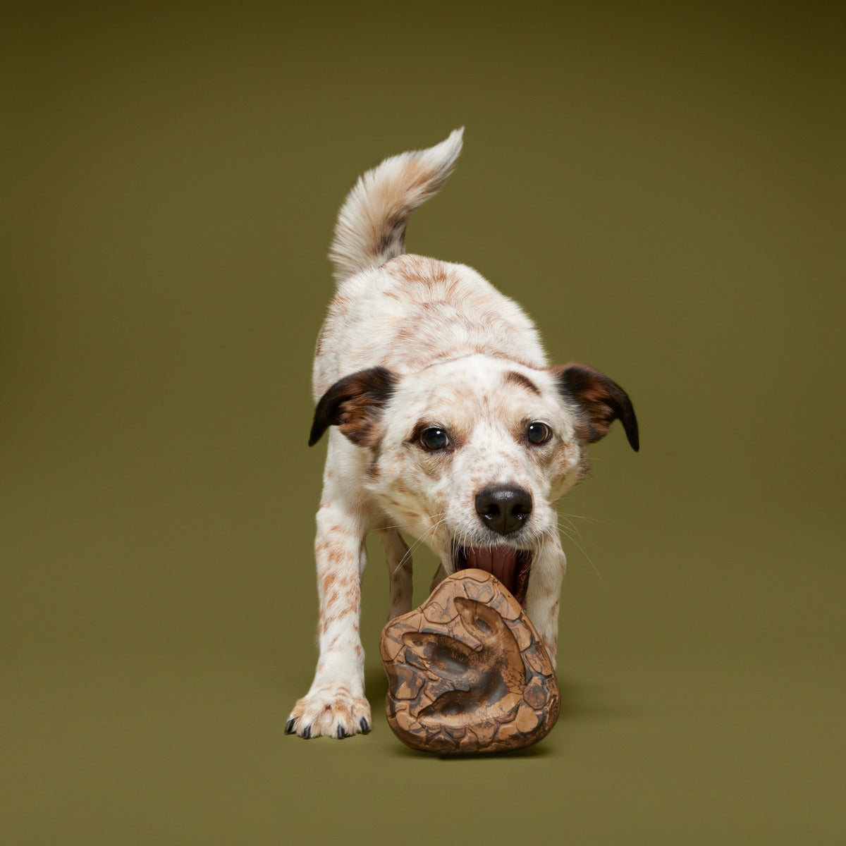Dino Fossil Chew Durable Super Chewer Enrichment Dog Toy