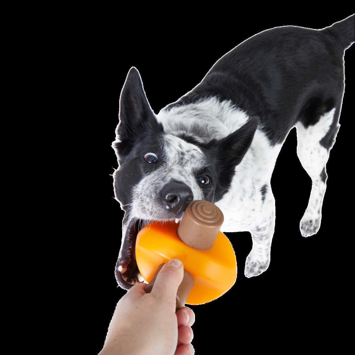 Blanket + Chompfire Bundle Super Chewer Durable Gnaw + Enrichment Dog Toy