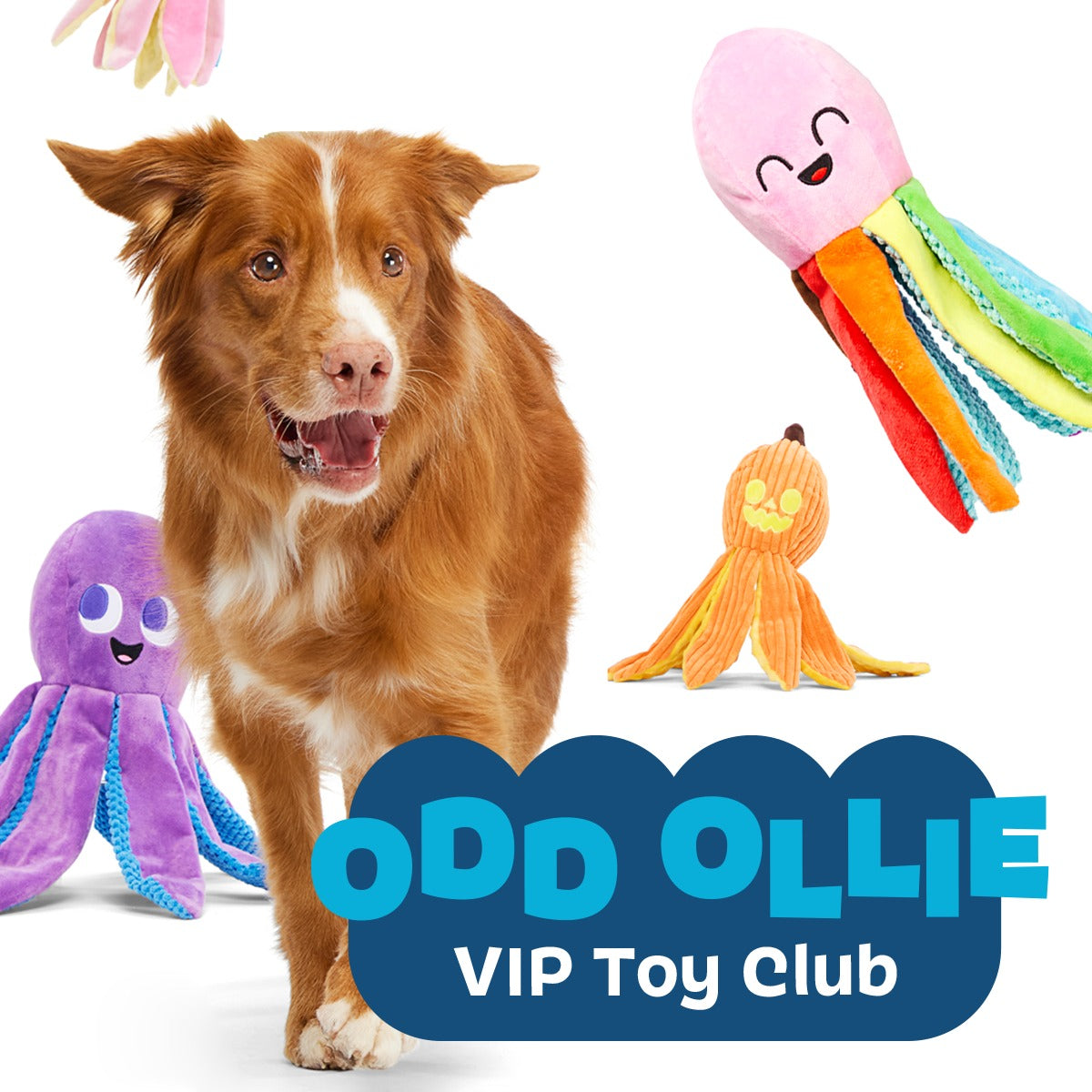 Undead Ollie the Octopus Club