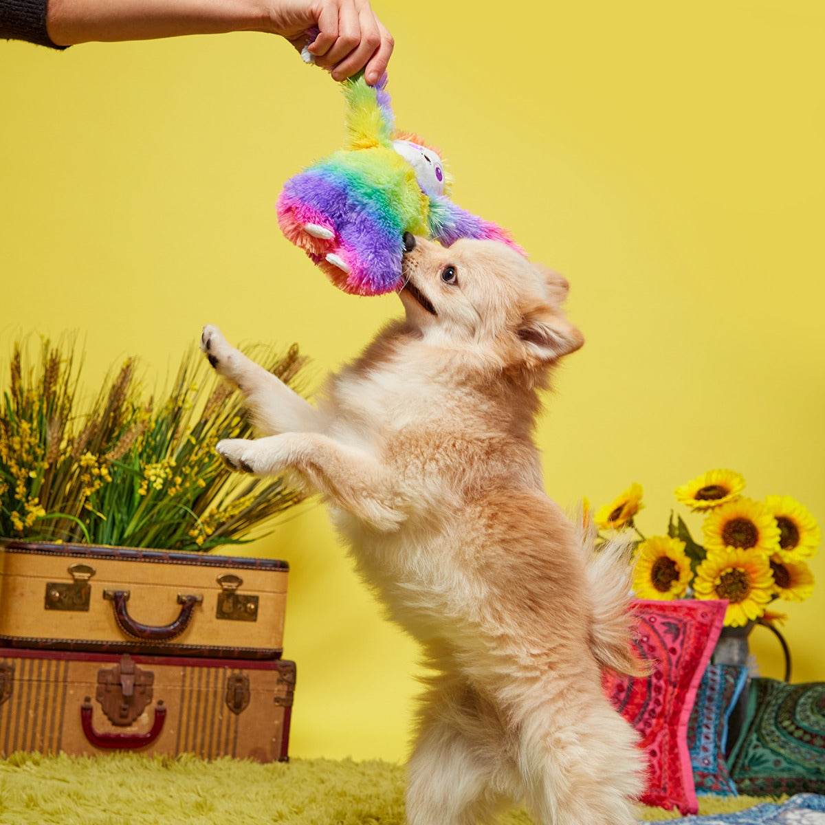 Hairy Garcia Plush Tug Dog Toy