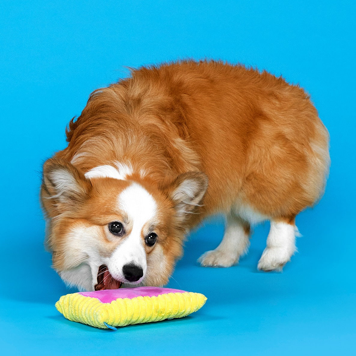 Pup Tart Plush Dog Toy