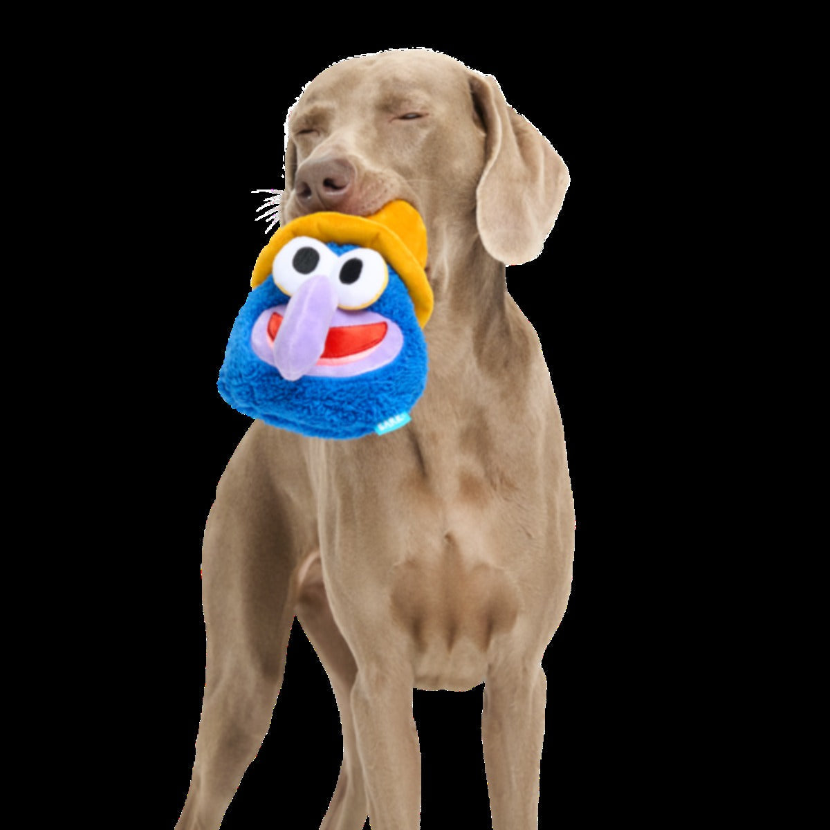 Going, Going, Gonzo Plush Dog Toy
