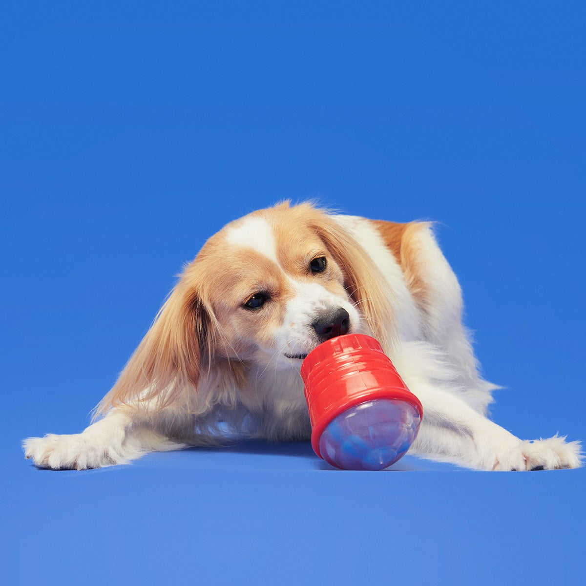 Blue Ruffberry Puppy Slushie Super Chewer Durable Engagement Dog Toy