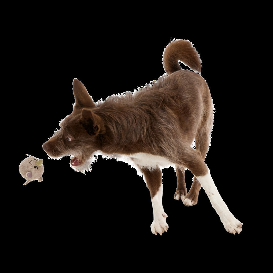 Ryan Ocerus Durable Super Chewer 2-in-1 Rip and Reveal + Fetch Dog Toy