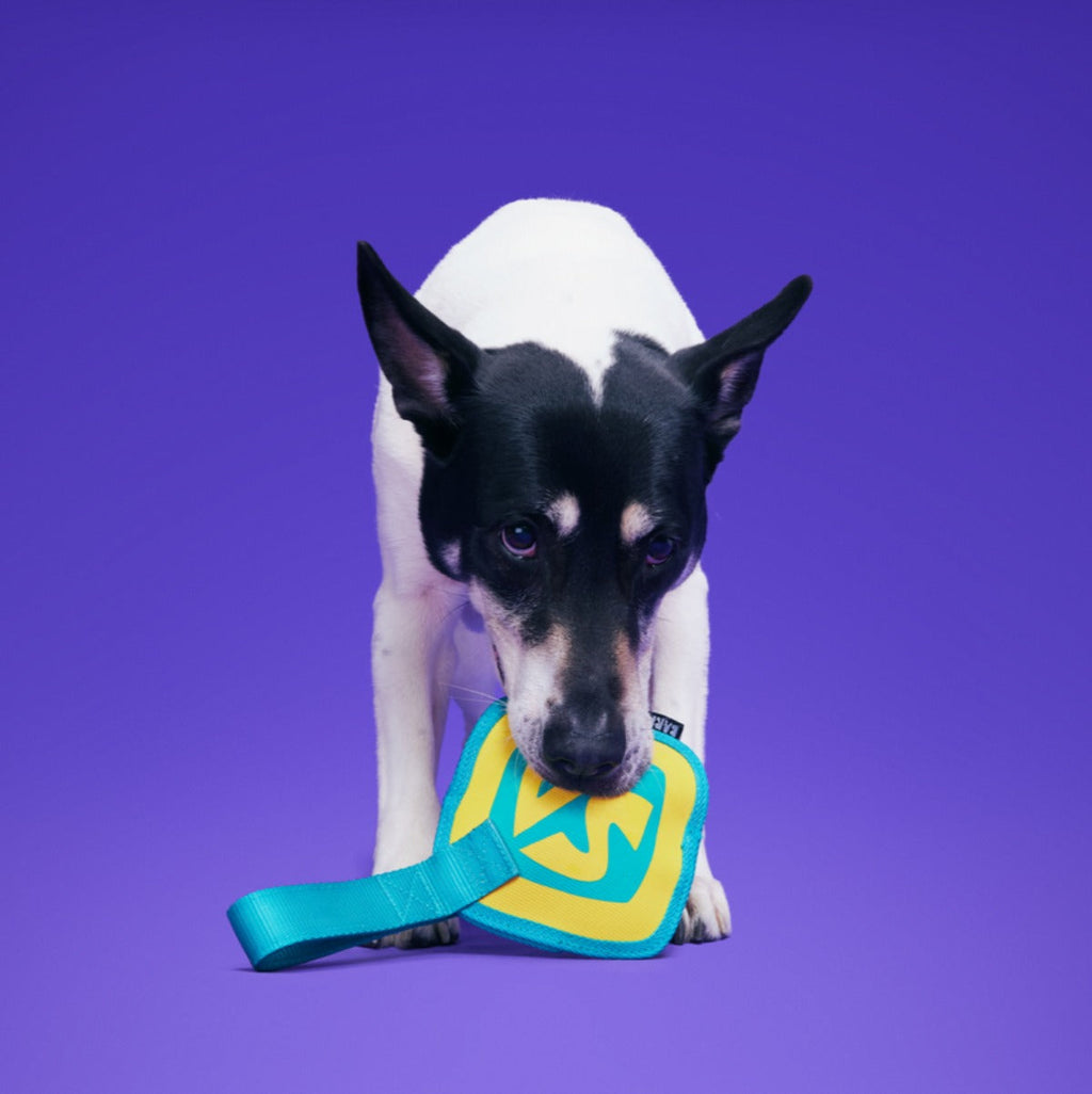 Spooky ScoobyTM Name Tag Super Chewer Durable Tug Dog Toy