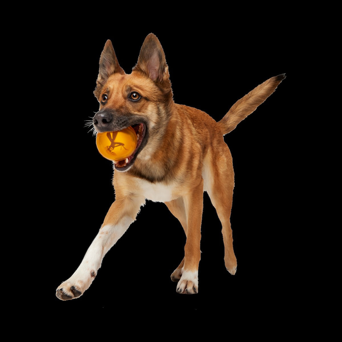 It's In My DNA Durable Super Chewer Fetch Dog Toy