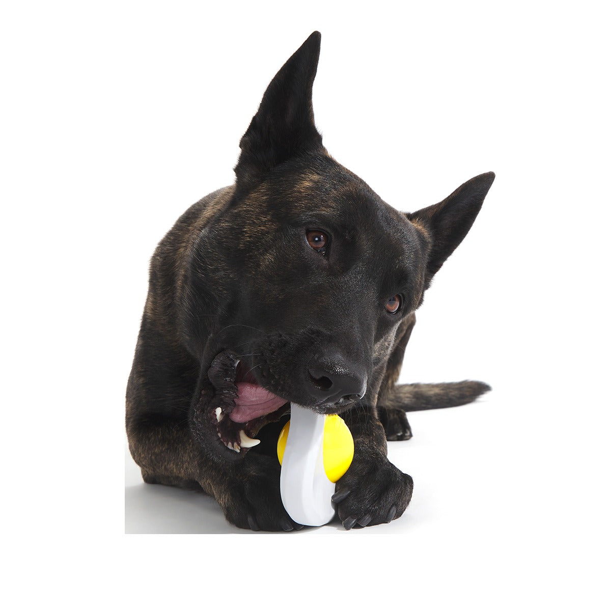 Egg Over Hard Super Chewer Durable Gnaw Dog Toy