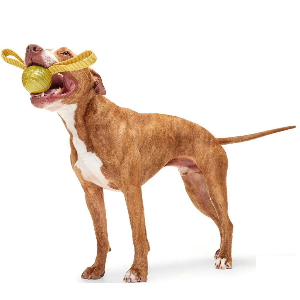 The Golden SnitchTM Durable Super Chewer Tug + Fetch Dog Toy
