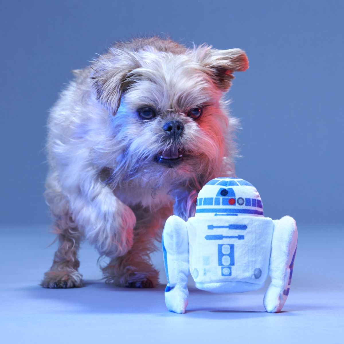 Beep Boop Squeak Plush Multi-Part + Fetch Dog Toy