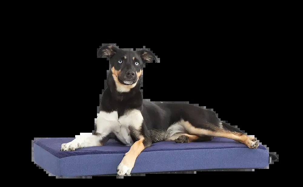 Dog Bed
